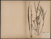 Sarothamnus Scoparius Genêt à balais, plante prélevée à Gézaincourt (Somme, France), prés de la ligne du chemin de fer, 11 août 1888