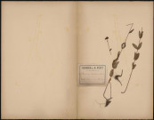 Hypericum Montanum (L. Sp.), plante prélevée à Hermes (Oise, France), dans la forêt de Clermont, 20 juin 1889