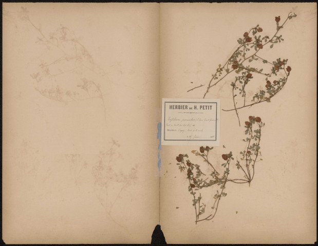 Trifolium Procumbens (L.Sp ; Coss et Germ. Fl. Puel in Bull. Soc. Bot. Fr.), prélevée à Cagny (Somme, France), en bord de route, 15 juin 1888
