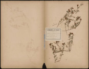 Trifolium Procumbens (L.Sp ; Coss et Germ. Fl. Puel in Bull. Soc. Bot. Fr.), prélevée à Cagny (Somme, France), en bord de route, 15 juin 1888