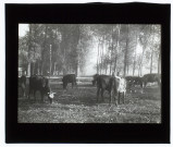 Marais de Berny - octobre 1906
