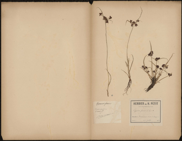 Cyperus Fuscus, plante prélevée à Amiens (Somme, France), à Renancourt derrrière le champ de course, Herbiers P. Dubois et H. Petit, 6 juillet 1889