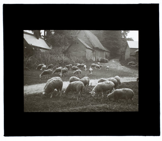 Moutons à Frettemeulle - août 1913