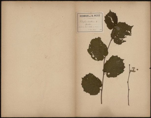 Corylus Avellana - Noisetier, plante prélevée à Ailly-sur-Somme (Somme, France), dans le bois, 12 avril 1888