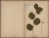 Corylus Avellana - Noisetier, plante prélevée à Ailly-sur-Somme (Somme, France), dans le bois, 12 avril 1888
