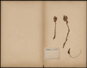 Orobanche Epithymum, plante prélevée à Amiens (Somme, France), sur la route de Dury dans une touffe de serpolet, 16 juin 1888