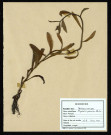 Myosotis Palustris With, famille des Borragunacées, plante prélevée à La Chaussée-Tirancourt (Somme, France), au Camp César, en mai 1969