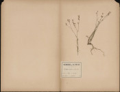Linum Tenuifolium (L. Sp.), plante prélevée à Rilly-la-Montagne (Marne, France), Legit: Polleux, 8 juillet 1888