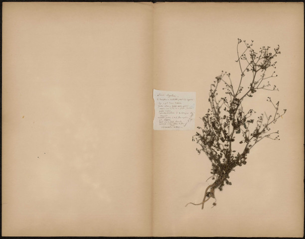 Sium Segetum, plante prélevée à [Lieu inconnu], [1888-1889]
