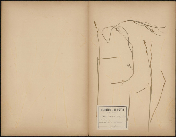Carex Divulsa, plante prélevée à Athies (Somme, France), dans un bois humide, 20 juin 1888