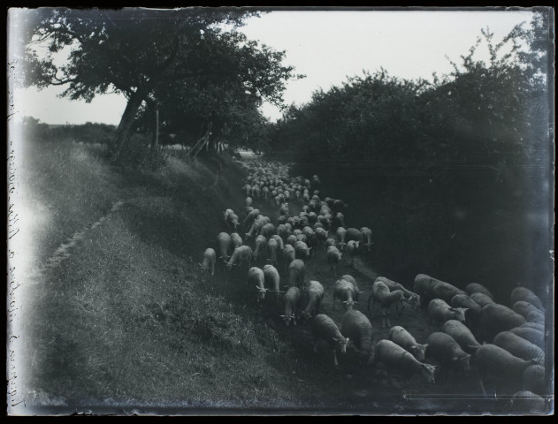 Troupeau de moutons à Villers-Bocage - juin 1908