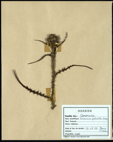 Cirsium palustre Scop, famille des Composées, plante prélevée à Boves (Somme, France), à l'étang Saint-Ladre, en mai 1969