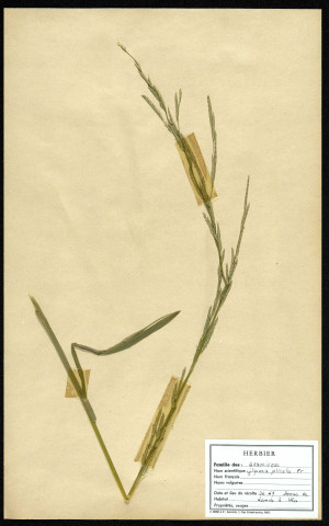 Glyceria Plicata, famille des Graminées, plante prélevée à Sorrus (Pas-de-Calais), dans la lande à ulex, en juin 1969