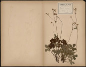 Sanicula Europea, plante prélevée à Athies (Somme, France), dans un bois humide, 10 juin 1888