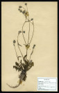 Barkhausia Taraxacifolia Dc, famille des Composées, plante prélevée à La Chaussée-Tirancourt (Somme, France), au Camp César, en mai 1969