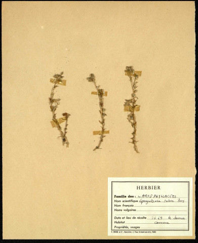 Spengularia Rubra Pers, famille des Caryophyllacées, plante prélevée à Sorrus (Pas-de-Calais), zone de récolte non précisée, en juin 1969
