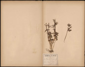 Ranunculus Auricomus, plante prélevée à Terramesnil (Somme, France), 15 avril 1889