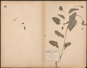 Papaver Somniferum (Oeuillette), plante prélevée à Albert (Somme, France), dans un champs, 17 juillet 1888