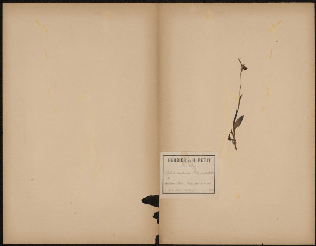 Ophris Arachnites, plante prélevée à Boves (Somme, France), su un coteau boisé sur la route de Boves à Sains, 15 juin 1889