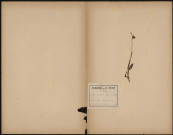 Ophris Arachnites, plante prélevée à Boves (Somme, France), su un coteau boisé sur la route de Boves à Sains, 15 juin 1889