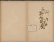 Spergula Arvensis, plante prélevée à Cagny (Somme, France), dans les champs près des bois, 22 juin 1889