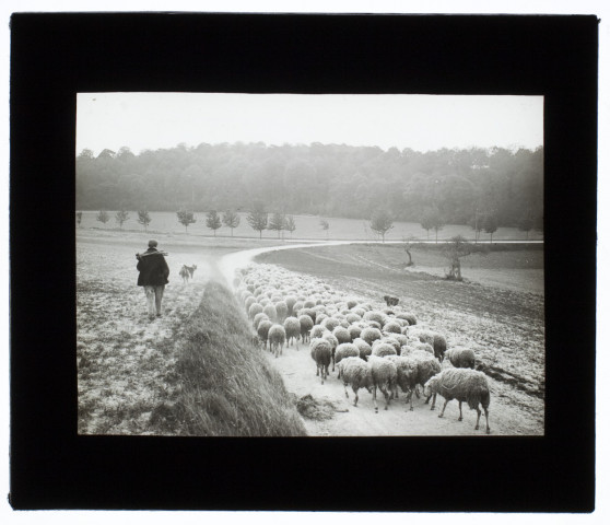 Troupeau de moutons, chemin près de Sains - 1905