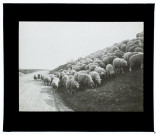 Moutons route de Boves - mars 1902