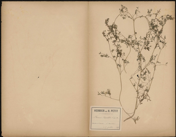 Fumaria Capreolata, plante prélevée à Amiens (Somme, France), à La Madeleine, 5 juillet 1889