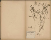 Fumaria Capreolata, plante prélevée à Amiens (Somme, France), à La Madeleine, 5 juillet 1889