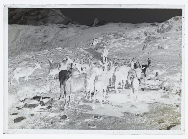 Chemin du lac Noir - troupeau de chèvres - juillet 1903