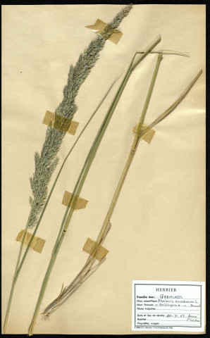 Phalaris Arundinacea, famille des Graminées, plante prélevée à Boves (Somme, France), à l'étang Saint-Ladre, en juillet 1969