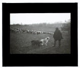 Moutons marais de Vers - mars 1913