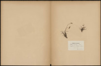 Plantago serpentina - Villers (Legit C. Copineau), plante prélevée à Villefort (Lozère, France), dans le ravin de Pailherès, Herbier P. Guerin, 10 juin 1889