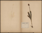 Orchis Simia, plante prélevée à Hermes (Oise, France), sur les coteaux boisés près du clavaire, 20 mai 1889