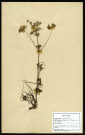 Geranium Dissectum, famille des Géraniacées, plante prélevée à La Chaussée-Tirancourt (Somme, France), au Camp César, en mai 1969