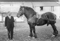Rubempré. L'étalonnier, Ferdinand Dusauthoi et son cheval de trait