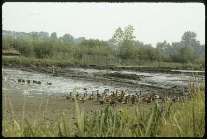 [Sécheresse 1989 : canards dans le marais privé d'eau]