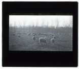 Moutons dans le marais de Bacouël - mai 1903