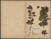 Leonurus Cardiaca, plante prélevée à Hermes (Oise, France), près de la gare, 15 août 1889