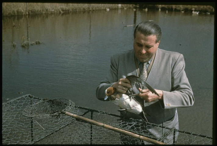 [Un homme en costume coupe les plumes de l'aile d'un canard]
