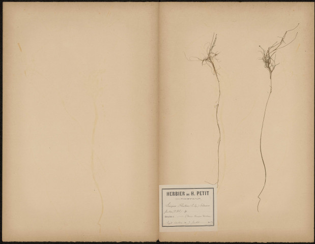 Scirpus Fluitans (Legit Dacheux), plante prélevée à [Lieu inconnu], dans des mares et terrains tourbeux, 9 juillet 1889