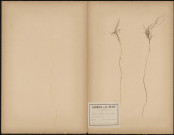 Scirpus Fluitans (Legit Dacheux), plante prélevée à [Lieu inconnu], dans des mares et terrains tourbeux, 9 juillet 1889