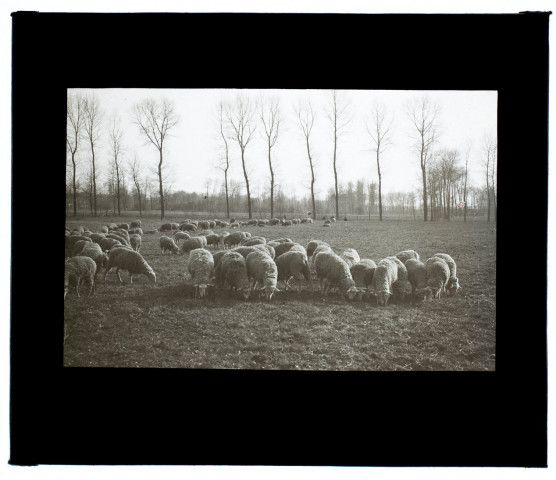 Moutons à Vers mars 1913