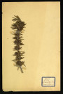 Romarinus officinaliste (Romarin), famille des Labiées, plante prélevée à Dromesnil (Buisson), 26 mars 1938