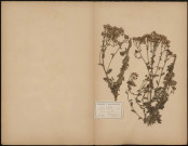 Senecio Erucifolius, Composées Corymbifères, plante prélevée à Brocourt (Somme, France), près de Liomer, 6 septembre 1888