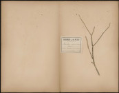 Foeniculum Officinale ou Fenouil, plante prélevée à Chaulnes (Somme, France), au bord du chemin de fer, 8 août 1888