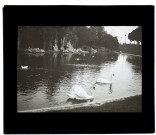Nice - cygnes dans le parc - avril 1905