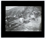 Moutons à Longpré-les-Amiens - juin 1910