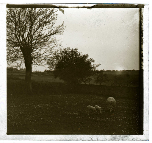 Moutons paissant dans la campagne