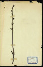Orchis purpurea huds (Orchis pourpre), famille des Orchidées, plante prélevée à Dromesnil (Bois), 9 juin 1938